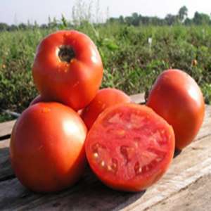 Шеди Леди F1 - томат детерминантный, 1 000 семян, Nunhems (Нунемс) Голландия фото, цена
